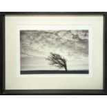 JILL KINGSTON COURTHOLD, Wind Tree tool, 1/10, photoprint, framed and glazed, 76cm x 61cm.