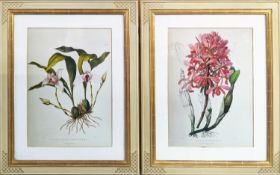 PRINTS, a pair, 98cm H x 77cm each, including frames, from Trowbridge in cream and gilt frame. (2)