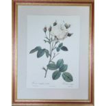 AFTER PIERRE-JOSEPH REDOUTE, 'Roses' lithographs, 32cm x 26cm each, published 1956, framed. (6)