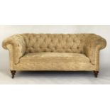 CHESTERFIELD SOFA, Victorian mahogany with old gold velvet chenille upholstery with deep buttoned