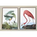 AFTER JAMES AUDUBON PRINTS, a pair, on canvas, framed, 113cm x 83cm. (2)