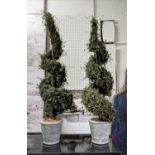 FAUX SPIRAL TOPIARY TREES, pair, in planters, 120cm H.