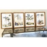 BOTANICAL PRINTS, 50cm x 35cm, set of four, framed and glazed. (4)