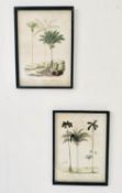 BOTANICAL PRINTS, a pair, framed and glazed, 56cm x 41cm each. (2)