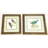 AVIAN WATERCOLOURS, Purple Gallinule and black-collared Barbets, signed 'Finch', largest 51cm x