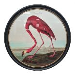 AFTER JOHN JAMES AUDOBON, 'American Flamingo' lithograph, 105cm diam.