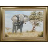 PETER BRUCE (b.1949) 'African Elephant', oil on board, 68cm x 97cm, signed framed.
