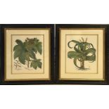 TROWBRIDGE GALLERY BOTANICAL PRINTS, a pair, 82cm x 72cm. (2)