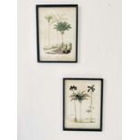 BOTANICAL PRINTS, a pair, framed and glazed, 56cm x 41cm each. (2)