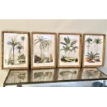 BOTANICAL PRINTS, set of four, framed, 50cm H x 35cm W. (4)