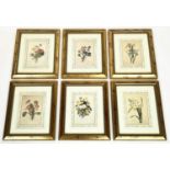 AFTER PIERRE-JOSEPH REDOUTE BOTANICAL PRINTS, a set of six, 31cm x 37cm, gilt framed and glazed. (6)