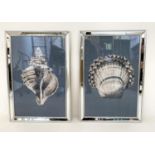 STUDIES OF SEA SHELLS, a set of two prints, framed and glazed, 66cm H x 46cm W. (2)