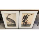 AFTER JOHN JAMES AUBUDON PRINTS, a set of two, framed and glazed, 71cm x 51cm. (2)