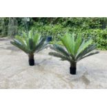 FAUX PALM TREES, pair, in black planters, 110cm high, 100cm wide. (2)