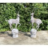 SCULPTURAL STAGS, a pair, 100cm high, 60cm wide, cast metal, raised on globular bases. (2)