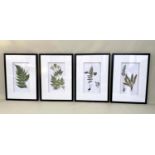 BOTANICAL prints, a set of four, framed and glazed, 70cm H x 51cm. (4)