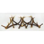 WALL MOUNTING COAT HOOKS, two each approx 100cm W x 50cm H, faux antler design. (2)