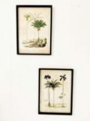 BOTANICAL PRINTS, a set of two, framed and glazed, 56cm x 41cm. (2)