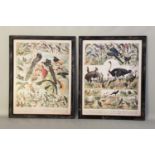 REPRODUCTION VINTAGE FRENCH BIRD POSTERS, a set of two, framed and glazed, 110cm H x 87cm W. (2)