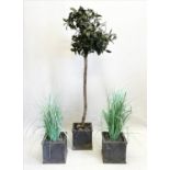 FAUX POTTED BAY TREE, approx 175cm H, together with a pair of faux potted grasses. (3)