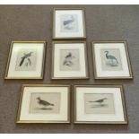 ORNITHOLOGICAL PRINTS, a set of six, purchased from the Rowley Gallery Ltd, each 35cm x 28cm. (6)