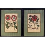 BOTANICAL PRINTS, a pair, 86cm x 74cm. (2)