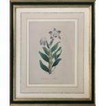 EDWARDS BOTANICAL REGISTER, ' Botanical Studies including Dendrobium Moniliforme' lithographs,