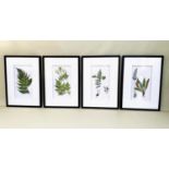 BOTANICAL PRINTS, set of four, framed and glazed, 70cm x 50cm. (4)