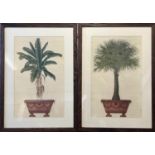 BOTANICAL PRINTS, a pair, depicting a palm and a banana tree, each 88cm x 62cm. (2)