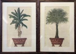 BOTANICAL PRINTS, a pair, depicting a palm and a banana tree, each 88cm x 62cm. (2)