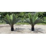 FAUX FERN TREES, a pair, in black planters, 110cm high, 100cm wide. (2)
