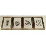 BOTANICAL PRINTS, a set of four, framed and glazed, 40cm x 29cm. (4)