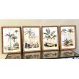 BOTANICAL PRINTS, a set of four, framed and glazed, 50cm x 35cm each. (4)