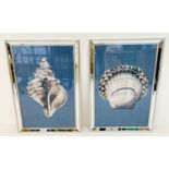 SEA SHELLS PRINTS, a set of two, framed and glazed, 67cm H x 46cm W. (2)