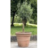 GARDEN OLIVE TREE, established olive tree in large tapering terracotta pot, 220cm H approx, pot 78cm