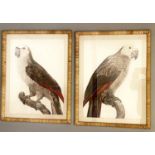 PRINTS OF PARROTS, a set of two, framed in rattan frames, 70cm x 55cm. (2)