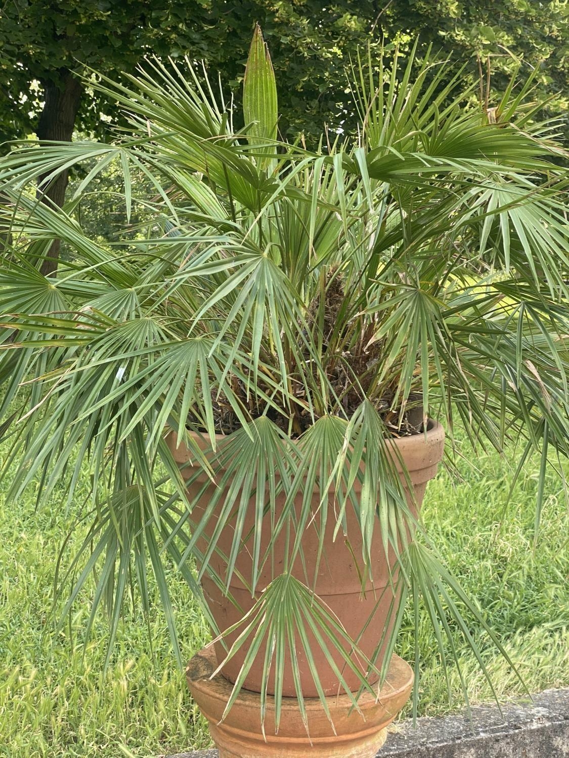 PALM PLANT ON STAND, in terracotta graduated pot on cylindrical fluted terracotta stand, stand - Image 6 of 6