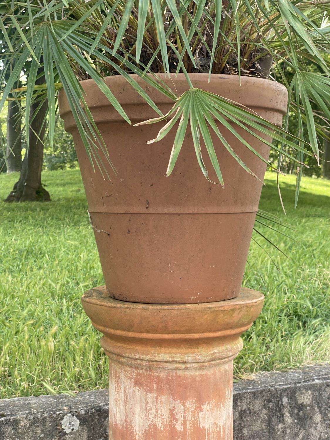 PALM PLANT ON STAND, in terracotta graduated pot on cylindrical fluted terracotta stand, stand - Image 4 of 6