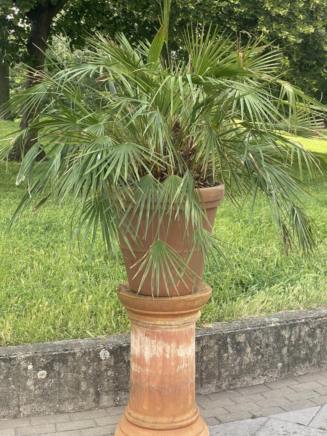 PALM PLANT ON STAND, in terracotta graduated pot on cylindrical fluted terracotta stand, stand - Image 2 of 6