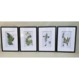 BOTANICAL STUDIES, a set of four prints, depicting ferns, framed and glazed, 70cm x 50cm. (4)