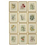 JOHN NASH (brother of Paul Nash), a set of twelve English Garden Flowers botanical lithographs 1948,