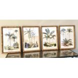 BOTANICAL PALM TREE STUDIES, set of four prints, bamboo framed and glazed, 50cm x 35cm each. (4)
