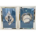 A STUDY OF SEA SHELLS, a set of two prints, framed and glazed, 67cm H x 46cm W. (2)