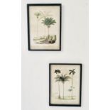 BOTANICAL PALM TREE STUDIES, a pair of prints, framed and glazed, 56cm H x 41cm W. (2)