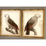 STUDIES OF PARROTS, a set of two prints, rattan framed and glazed, 70cm x 55cm. (2)