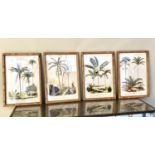 BOTANICAL PRINTS, set of four, bamboo framed and glazed, 50cm x 35cm each. (4)