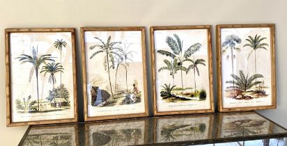 BOTANICAL PRINTS, set of four, bamboo framed and glazed, 50cm x 35cm each. (4)