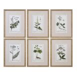 BOTANICAL PRINTS, a set of six, with herringbone mounts, each 57.5cm x 44.5cm overall, framed and