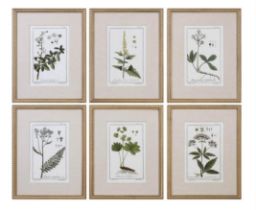 BOTANICAL PRINTS, a set of six, with herringbone mounts, each 57.5cm x 44.5cm overall, framed and