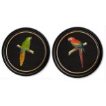 W T GREENE, 'Military Macaw & Military Macaw', giclée, 55cm diam., framed.